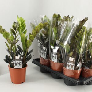 Zamioculcas zamiifolia Raven Zamioculcas Raven 14cm
(7 Plants/Order)(14cmP 45cmH)