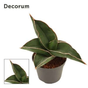 Sansevieria Samurai Sansevieria Samurai 6 cm (Decorum)
(20 Plants/Order)(6cmP 14cmH)