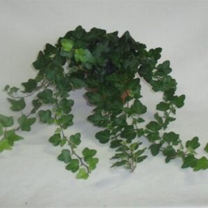 Hedera Wonder Mini Wonder 13cm
(12 Plants/Order)(13cmP 25cmH)