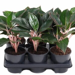 Aglaonema other Misterio
(6 Plants/Order)(13cmP 30cmH)
