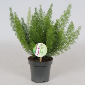 Asparagus Meyers Asparagus 'Meyeri'
(10 Plants/Order)(12cmP 35cmH)