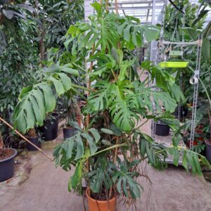 Monstera deliciosa Monstera Deliciosa XL 200
(1 Plants/Order)(33cmP 200cmH)