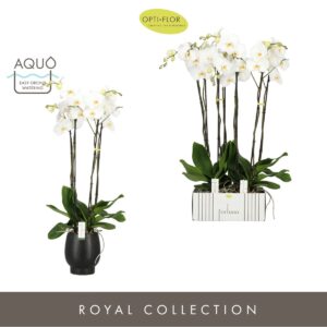 Phalaenopsis white more Ripsen Fortuno Alto 4 spike in Abruzzo Black Aquo
(2 Plants/Order)(17cmP 110cmH)