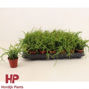 Rhipsalis Rhipsalis shaferi 5,5cm
(30 Plants/Order)(5.5cmP 10cmH)