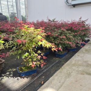 Acer palmatum Deshojo Acer palmatum Deshojo, 25cm.
(3 Plants/Order)(25cmP 60cmH)