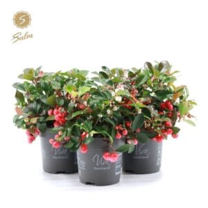 Gaultheria Big Berry Viva pr. P10
(15 Plants/Order)(10cmP 20cmH)
