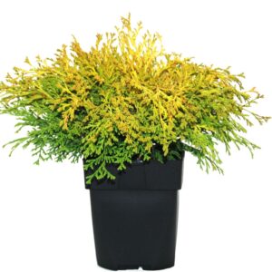 Chamaecyparis obtusa Chamaecyparis obtusa 'Kamarachiba' P17
(6 Plants/Order)(17cmP 35cmH)