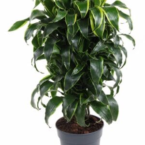 Dracaena Dorado Dracaena Dorado busch P24
(1 Plants/Order)(24cmP 90cmH)