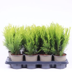 Chamaecyparis Stardust Chamaecyparis lawsoniana 'Stardust'
(8 Plants/Order)(13cmP 40cmH)