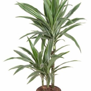 Dracaena Warneckei Dracaena Warneckei 45-15
(1 Plants/Order)(19cmP 90cmH)