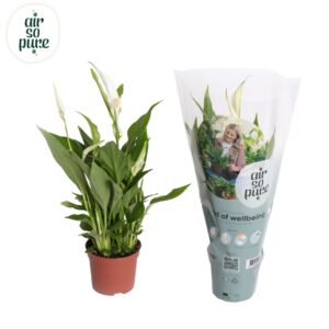 Spathiphyllum Pearl Cupido Air So Pure - Spathiphyllum Pearl Cupido 9cm
(18 Plants/Order)(9cmP 35cmH)