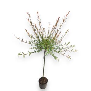 Salix integra Hakuro Nishiki Salix integra 'Hakuro Nishiki' 60cm stam C3/P19
(1 Plants/Order)(19cmP 120cmH)