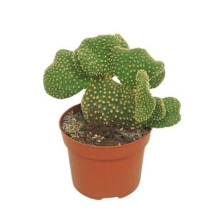 Opuntia microdasys cristata 12 cm
(6 Plants/Order)(12cmP 20cmH)