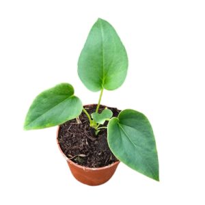 Anthurium Leaf Anthurium Brownii
(5 Plants/Order)(7cmP 10cmH)