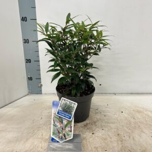 Sarcococca hookeriana Sarcococca hookeriana Purple Gem ('PURPLERIJ15'PBR)
(1 Plants/Order)(17cmP 15cmH)