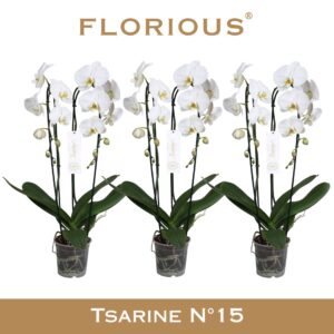 Phalaenopsis white more Ripsen No15 Grandiflora white 2 spike Cascade 
(7 Plants/Order)(15cmP 75cmH)