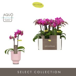 Phalaenopsis Multifloratypes other Optifriend Fay 2 spike in Emilia Pink Aquo
(6 Plants/Order)(7cmP 25cmH)