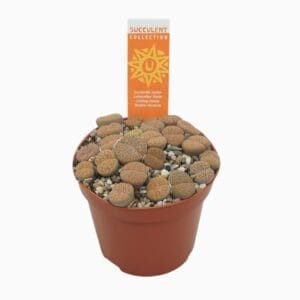 Lithops Levende stone 8,5 cm Lithops leslei met etiket
(12 Plants/Order)(8.5cmP 12cmH)
