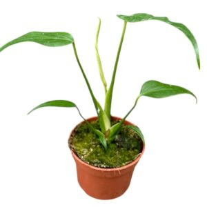 Monstera Monstera Burle Marx Flame
(4 Plants/Order)(10.5cmP 15cmH)