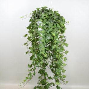 Hedera Pittsburgh Hedera helix Pitsburg - hang/XXL
(1 Plants/Order)(24cmP 100cmH)