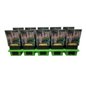 Lupinus The Chatelaine Lupinus 'The Chatelaine' P11
(10 Plants/Order)(11cmP 25cmH)