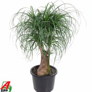Nolina recurvata Beaucarnea busch P32 - 2ft
(1 Plants/Order)(32cmP 100cmH)