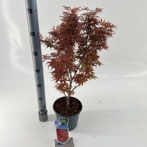 Acer palmatum Jerre Schwartz Acer pal. 'Jerre Schwartz'
(1 Plants/Order)(19cmP 50cmH)