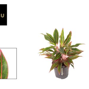 Aglaonema other Aglaonema Jungle Baby
(10 Plants/Order)(12cmP 35cmH)
