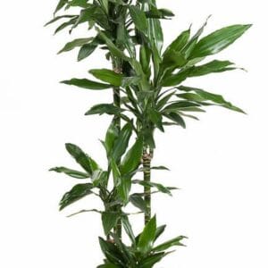 Dracaena Janet Lind Dracaena Janet Lind 90-60-30-15
(1 Plants/Order)(27cmP 150cmH)