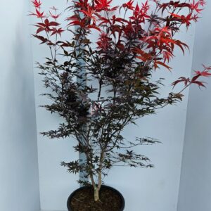 Acer palmatum Red Emperor Acer palmatum 'Red Emperor'
(1 Plants/Order)(43cmP 160cmH)
