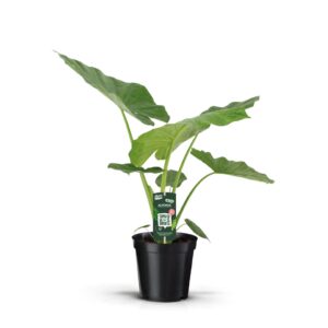 Alocasia macrorrhiza Alocasia Macrorrhiza
(1 Plants/Order)(19cmP 65cmH)
