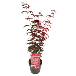 Acer palmatum Acer palm. 'Twombly's Red Sentinel' ® PREMIUM
(5 Plants/Order)(19cmP 65cmH)