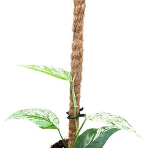 Epipremnum pinnatum Epipremnum Cebu Blue Variegata
(2 Plants/Order)(10.5cmP 15cmH)