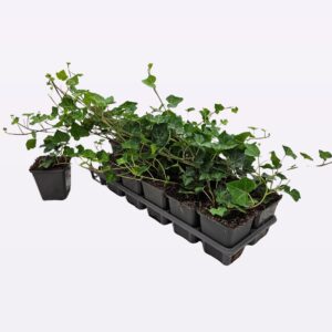 Hedera hibernica Hedera Hibernica 12 vaks tray
(12 Plants/Order)(9cmP 15cmH)