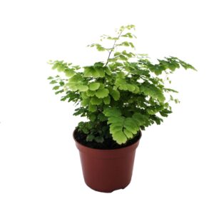 Adiantum Fritz-Luthi Adiantum Raddianum 'Fritz-Luthi'
(20 Plants/Order)(8.5cmP 20cmH)