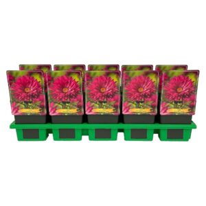 Aster Aster novi-belgii 'Neron' P11
(10 Plants/Order)(11cmP 25cmH)