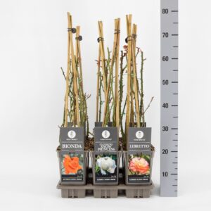 Rosa pink Basics klimroos (K) mix, C3, 3 stok 75cm
(6 Plants/Order)(17cmP 75cmH)