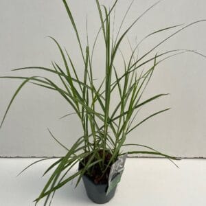 Miscanthus sinensis Malepartus
(6 Plants/Order)(17cmP 30cmH)