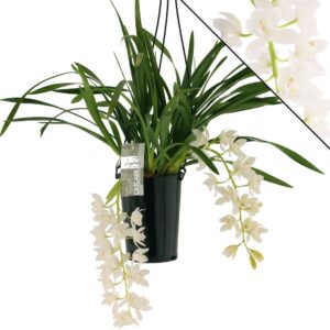Cymbidium Ice Cascade Ice Cascade, 2 spike
(6 Plants/Order)(14cmP 60cmH)