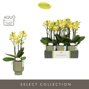 Phalaenopsis Arezzo Optimost Arezzo 3 spike in Emilia Green Aquo
(6 Plants/Order)(12cmP 45cmH)
