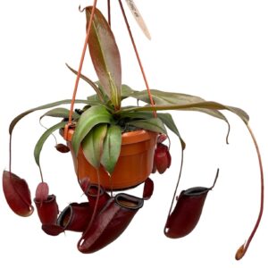 Nepenthus Nepenthes Monkey Jars Dark Secret
(8 Plants/Order)(14cmP 45cmH)