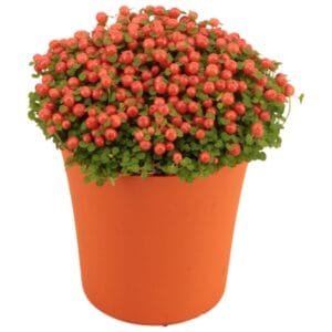 Nertera Astrid Granadensis TGW orange
(12 Plants/Order)(9cmP 12cmH)
