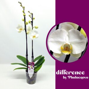 Phalaenopsis white more Ripsen Krystina 2-tak 60cm (GROEN)
(6 Plants/Order)(12cmP 60cmH)