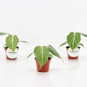 Philodendron Philodendron Gloriosum
(12 Plants/Order)(6cmP 15cmH)