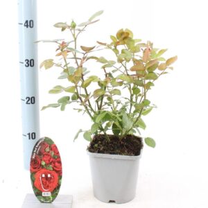 Rosa Rosa Red Romanza ®
(8 Plants/Order)(14cmP 10cmH)