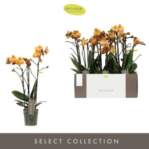 Phalaenopsis Multiflora Exclusivo Las Vegas 3 spike
(6 Plants/Order)(12cmP 45cmH)