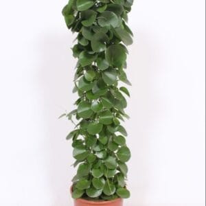 Cissus rotundifolia Cissus rotundifolia gaasrek
(1 Plants/Order)(24cmP 120cmH)