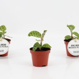 Macodes petola Jewel Orchid
(20 Plants/Order)(6cmP 8cmH)
