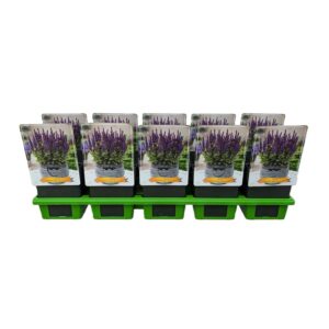 Salvia nemorosa Salvia nem. Blue Bouguetta' P11
(10 Plants/Order)(11cmP 25cmH)