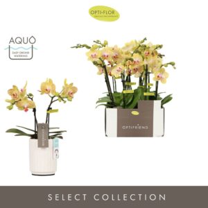 Phalaenopsis Multiflora Optifriend Stella 2 spike in Molise White Aquo
(6 Plants/Order)(7cmP 25cmH)